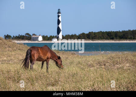 NC-01514-00... NORTH CAROLINA - Wild Horse auf Shackleford Banken mit Cape Lookout Leuchtturm auf Süden Core Banken. Cape Lookout National Seashore. Stockfoto