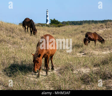 NC-01518-00... NORTH CAROLINA - wilde Pferde auf Shackleford Banken mit Cape Lookout Leuchtturm auf Süden Core Banken. Cape Lookout National Seashore. Stockfoto