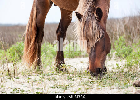 NC-01523-00... NORTH CAROLINA - Wild Horse auf Shackleford Banken, Cape Lookout National Seashore. Stockfoto