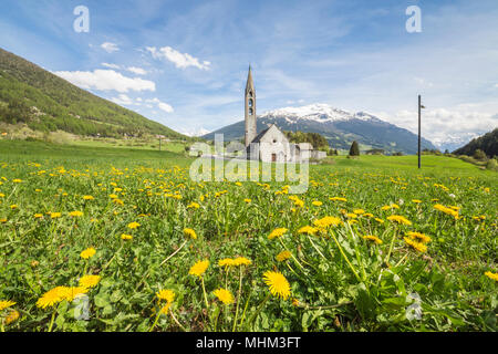 Gelbe Blumen und grünen Wiesen umrahmen die Kirche von Premadio Bormio Stilfserjoch Nationalpark Valtellina Lombardei Italien Europa Stockfoto