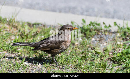 Weibliche gemeinsame oder Eurasische Amsel. Frühling Gras. Turdus merula. Close-up. Von der Seite. Cute braun-schwarzer Vogel im Rasen. Bürgersteig im Hintergrund. Stockfoto