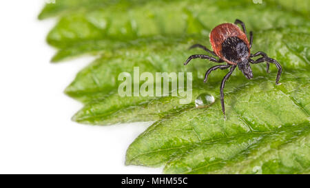 Nasse castor Bean klicken Sie auf ein dekoratives Grün Blatt mit Regen fallen. Ixodes ricinus. Gefährliche Parasiten auf der Taufrischen Gebrauchsinformation auf weißem Hintergrund. Stockfoto