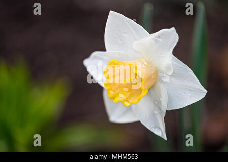 Blume der Narzisse mit Regentropfen im Frühjahr die Natur. Nahaufnahme der weißen Blüte Garten Narzisse. Wassertropfen auf Blüten. Unscharfer Hintergrund. Stockfoto