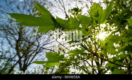 Norwegen ahorn Blätter im Frühling sonniges Wetter. Acer negundo. Nahaufnahme der Zweig mit üppigen Laub. Blauer Himmel mit glühenden Sonne. Hintergrundbeleuchtung. Stockfoto