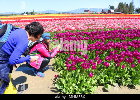 Asiatische Frau Fotos von lila Tulpen mit Ihrem iphone Kamera, während ihr Freund aufgeregt Uhren. Die tulpenfelder in der schönen pacifc Keine Stockfoto
