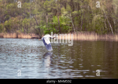 Graureiher eng Fliegen über der Wasseroberfläche Stockfoto