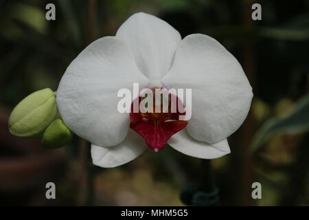 Schöne bunte Orchid Stockfoto