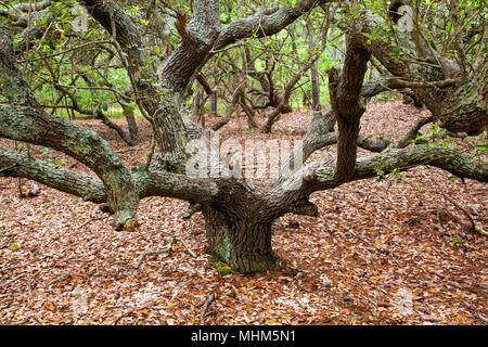 NC-01770-00... NORTH CAROLINA - Live Oak Forest im Currituck Banken Maritime Wald einer Nationalen Estuarie Reasearch finden auf die Outer Banks. . Stockfoto