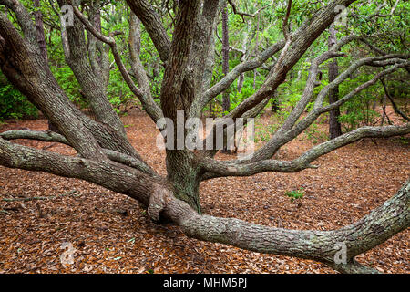 NC-01771-00... NORTH CAROLINA - Live Oak Forest im Currituck Banken Maritime Wald einer Nationalen Estuarie Reasearch finden auf die Outer Banks. . Stockfoto