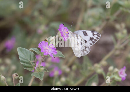 Ein erwachsener kariert weiß Schmetterling Fütterung auf Chinesische Laterne Blüten. Stockfoto