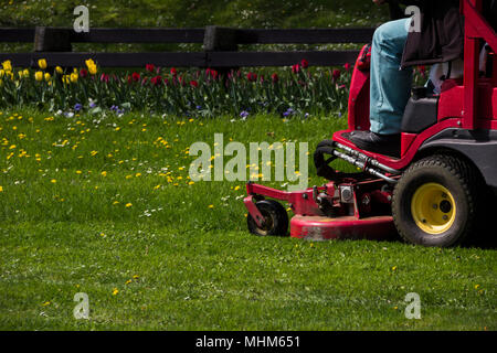 Nahaufnahme einer Reitschule Gärtner auf der Rasenmäher schneiden das Gras Stockfoto