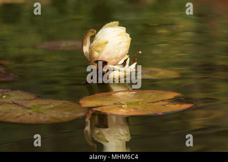 Ein heller Seerose mit Reflexion in der See Stockfoto