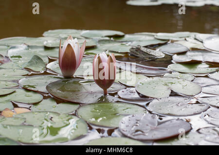 Zwei Seerosen und ein Frosch in der See Stockfoto