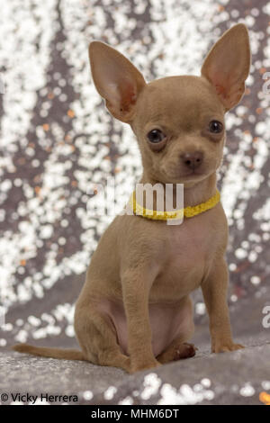 Golden Chihuahua 2 Monate alt spielt um und wirft mit silber glänzenden Kulisse. Stockfoto