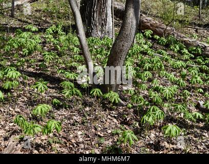 Eine große Gruppe von mayapple Pflanzen in einem Wald. Stockfoto