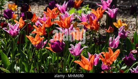 Ein Cluster von verschiedenen farbigen Tulpen Stockfoto