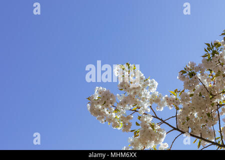 Kirschblüten; Mount Fuji flowering cherry (Prunus serrulata DES hirotae'); der Botanische Garten der Universität Kopenhagen, Dänemark Stockfoto