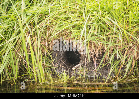 Wasser vole Lebensraum - Stockbridge GROSSBRITANNIEN Stockfoto