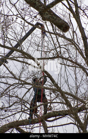 Eine Arbeitsgruppe Baumzüchter tragen Kletterausrüstung Salden, hoch auf einem Baum, wie er die Seile arbeitet Stockfoto