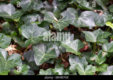 Nahaufnahme von einem Patch von teneciously invasive Efeu im Sommer, eine blühende Pflanze oft als Bodendecker verwendet Stockfoto