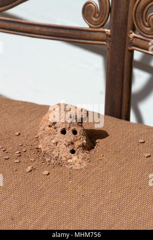 Nahaufnahme eines Schlamm dauber Wasp Nest von einer solitären Wespe aus Schlamm mit Ein- und Ausfahrt Löcher gemacht Stockfoto