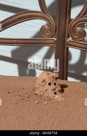 Nahaufnahme eines Schlamm dauber Wasp Nest von einer solitären Wespe aus Schlamm mit Ein- und Ausfahrt Löcher gemacht Stockfoto