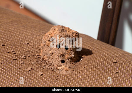 Nahaufnahme eines Schlamm dauber Wasp Nest von einer solitären Wespe aus Schlamm mit Ein- und Ausfahrt Löcher gemacht Stockfoto