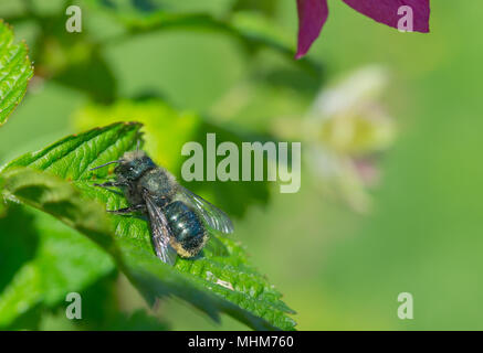 Eine blaue Orchard Mason Bee (Osmia lignaria) ruht in der Sonne auf das grüne Blatt einer Salmonberry bush (Rubus Californica). Stockfoto