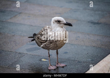 Unreife Yellow-legged Gull stehend auf nasser Fahrbahn Stockfoto