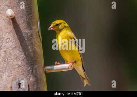 Männliche American Goldfinch, Spinus tristis, bei einem schrägförderer im Hinterhof in Charlotte, NC. Stockfoto