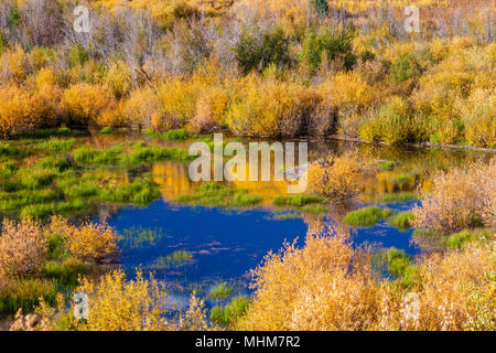 Herbst Farbe mit Espen drehen - entlang Kebler Pass Road westlich von Crested Butte, Colorado. Dieser Bereich enthält eine der größten Aspen Wälder. Stockfoto