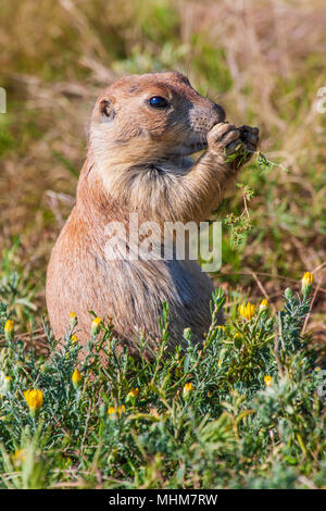 Schwarz-angebundene Präriehund, Schwarzschwanz sich, in des Teufels Tower National Monument in Wyoming. Stockfoto