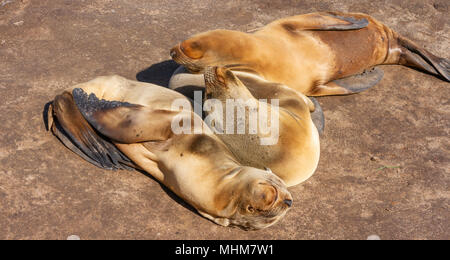 Kalifornische Seelöwen in der La Jolla Cove, La Jolla, Kalifornien. Stockfoto