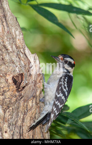 Downy Woodpecker, Picoides pubescens, kleinste Specht in Nordamerika, in Charlotte, NC. Stockfoto