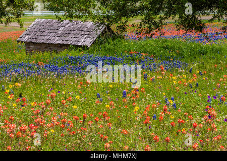 Fields of Texas Bluebonnets (Lupinus texensis), Indian Paintbrush (Castilleja individa) und Coreopsis Wildblumen am Old Baylor College, Texas. Stockfoto