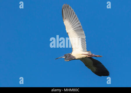 Dreifarbige Reiher im Flug bei Smith Eichen Rookery bei hohen Island, TX. Stockfoto