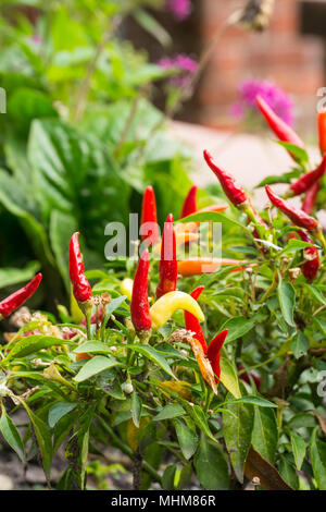 Garten - einsame Holzbank, Garten Blumen, Szenen aus dem östlichen Nord-Carolina. Organische Birnen und Wassereimer - idyllische Land leben. Stockfoto