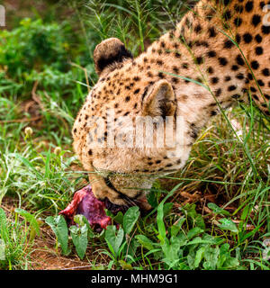 Nahaufnahme eines Geparden, Fleisch zu essen am Naankuse Wildlife Sanctuary, Namibia, Afrika Stockfoto