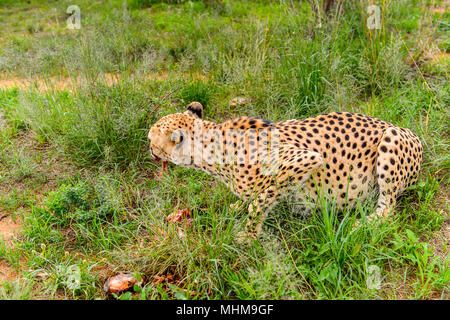 Nahaufnahme eines Geparden, Fleisch zu essen am Naankuse Wildlife Sanctuary, Namibia, Afrika Stockfoto