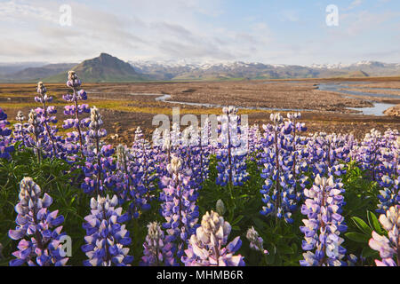 Majestic dramatische Szene. fantastischen Sonnenuntergang über der Wiese mit Blumen Lupin und bunten Wolken am Himmel. malerische ländliche Landschaft. Farbe in der Natur. Schönheit in der Welt Stockfoto