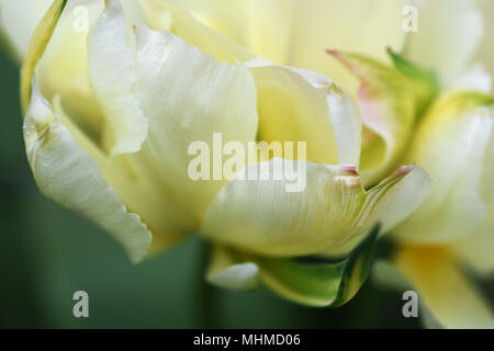 Tulip exotische Kaiser Stockfoto