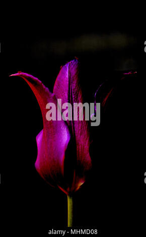 Tulip purple Dream Stockfoto