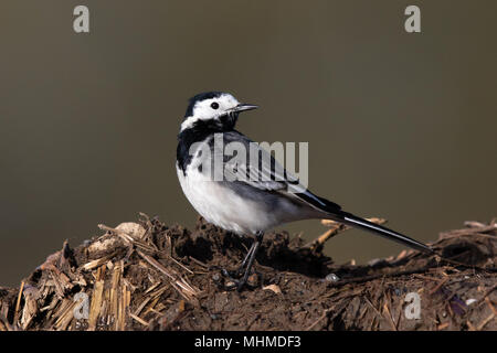 Männliche Pied Bachstelze (Motacilla alba yarrellii) stehend auf einem Haufen Gülle Stockfoto