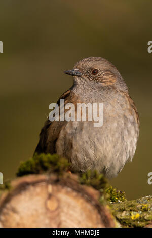 Dunnock (Phasianus colchicus) auf einem Bemoosten Ast sitzend Stockfoto