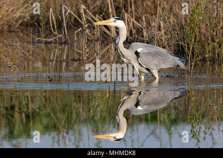Graureiher (Ardea cinerea) waten in noch Wasser auf einem frühen Morgen mit perfekte Reflektion Stockfoto
