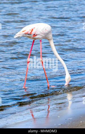 Rosa Flamingo im Wasser Stockfoto