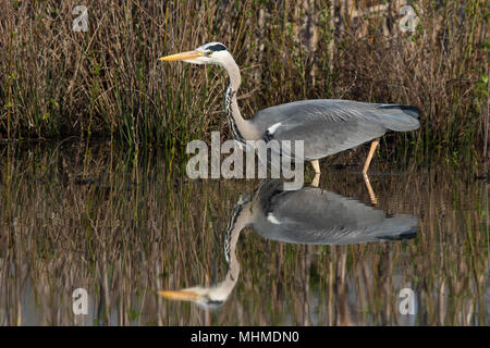 Graureiher (Ardea cinerea) waten in noch Wasser auf einem frühen Morgen mit perfekte Reflektion Stockfoto