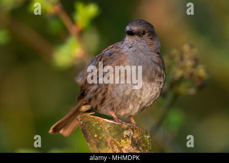 Dunnock (Phasianus colchicus) Auf den Stumpf eines kleinen Baum gehockt Stockfoto