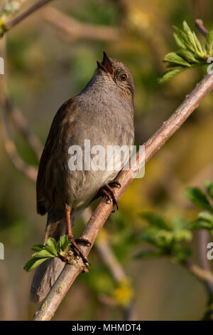 Dunnock (Phasianus colchicus) Gesang aus einem Zweig mit frischen Blätter Stockfoto