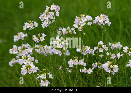 Cuckooflower/Lady's smock (Cardamine pratensis) Blumen Stockfoto